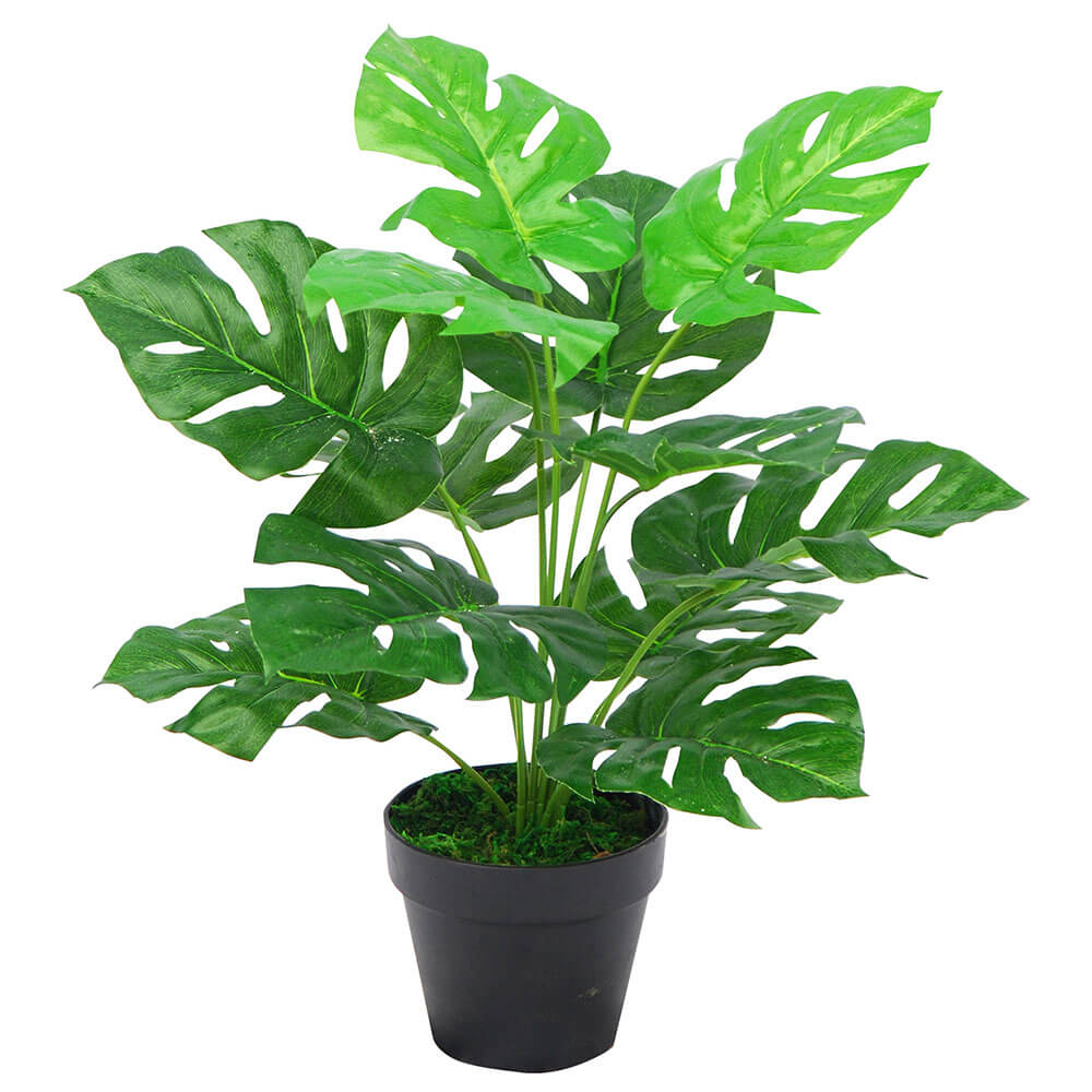 Monstera Plant w plastikowym doniczce