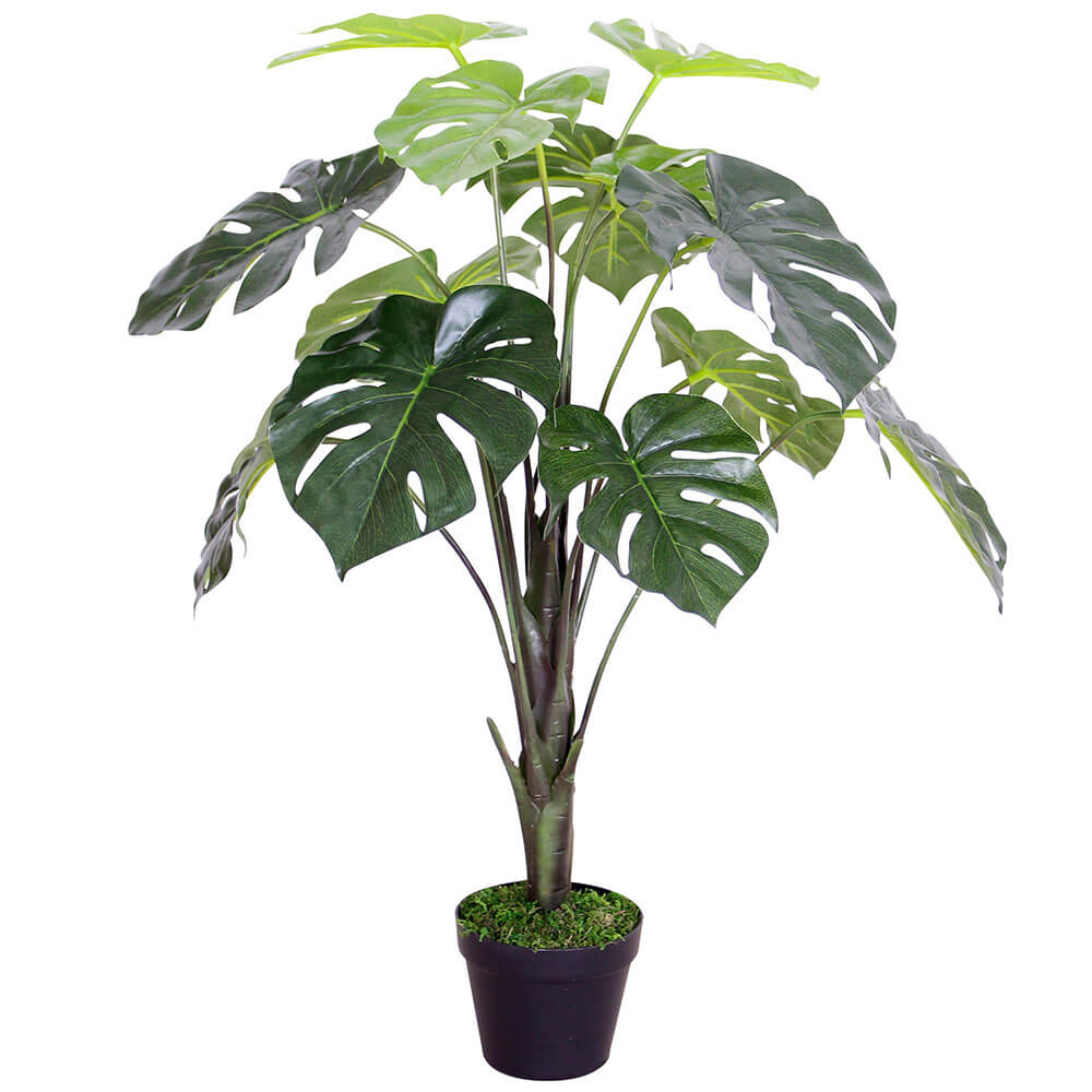 Monstera -plante i plastikpotten